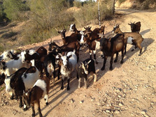 cabras