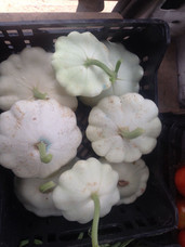 calabazas.jpeg