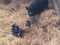 lachones mini pig