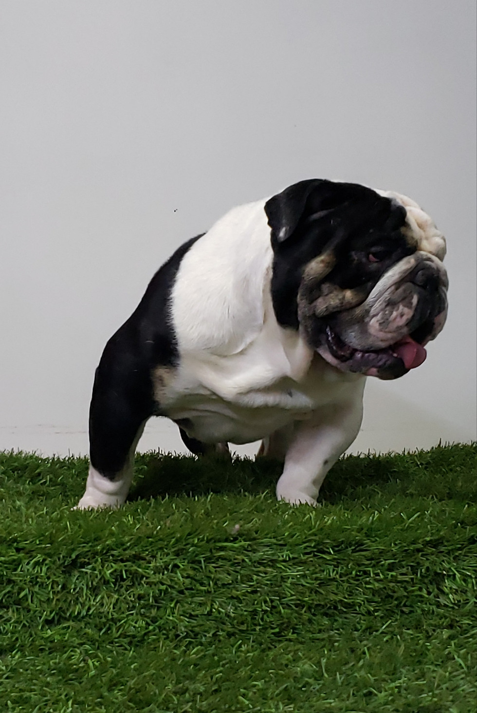 Thumbnail: English Bulldog Stud 