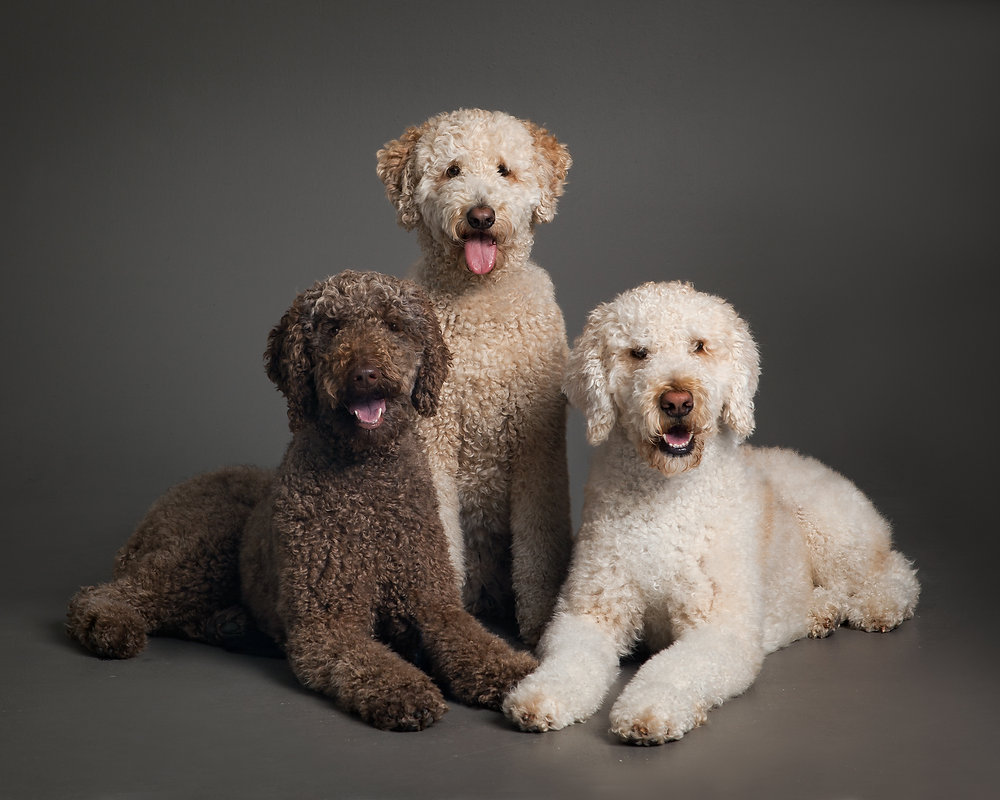 It's International Doodle Dog Day!