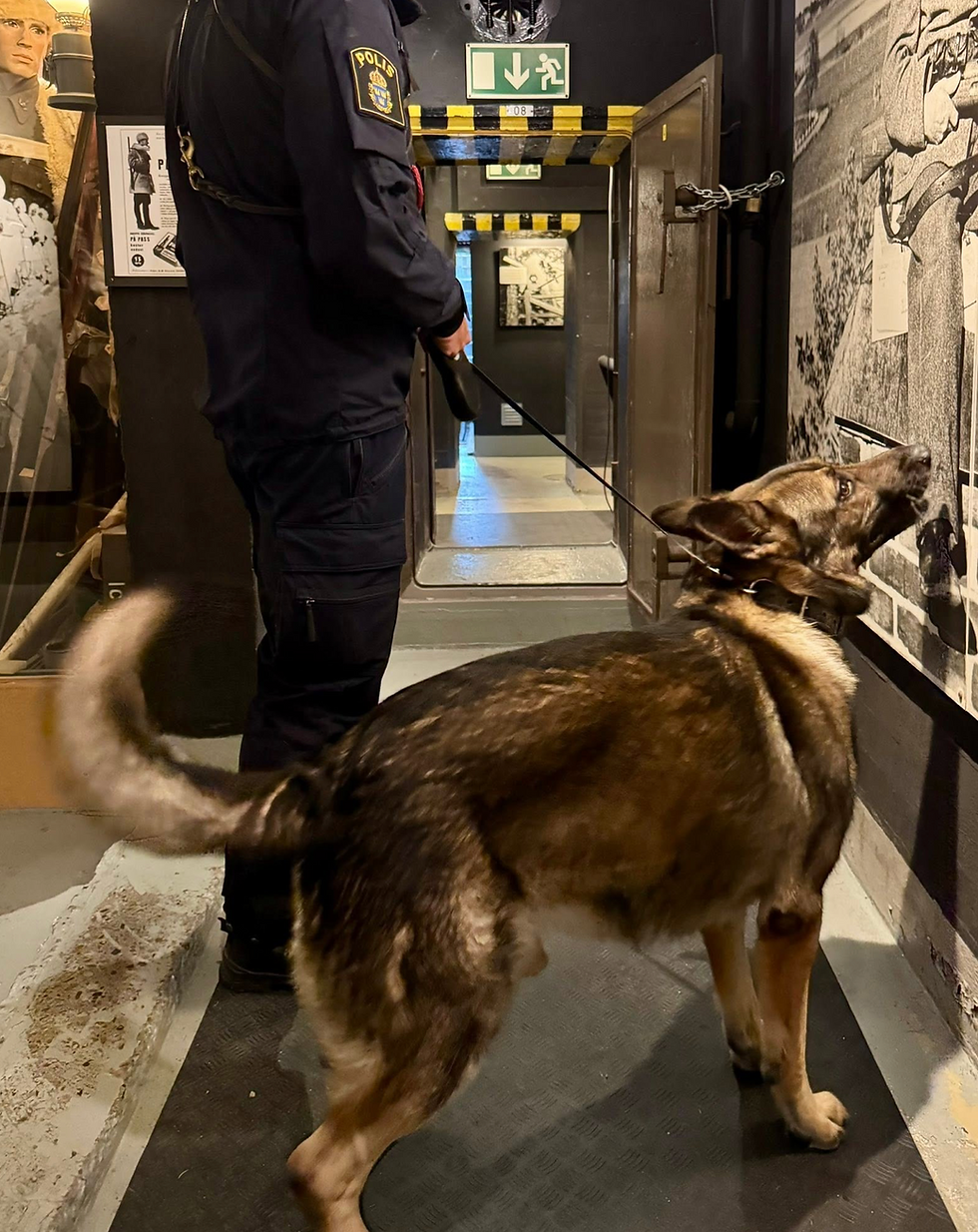 Hösten 2025 tillfrågades vi av polisens hundenhet om det fanns möjlighet att öva de fina hundpoliserna, som vi kan kalla "BIFF" och "BUFF", på museet. Självklart, sa vi. Så de sniffade omkring efter diverse vapendofter överallt på museet. Inte så lätt att vara i en miljö för en hund där det finns lukter av precis allt möjligt, som exempelvis "svett och beväring och gamla strumpor". En kul övning!