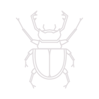 Beetle
