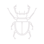 Beetle