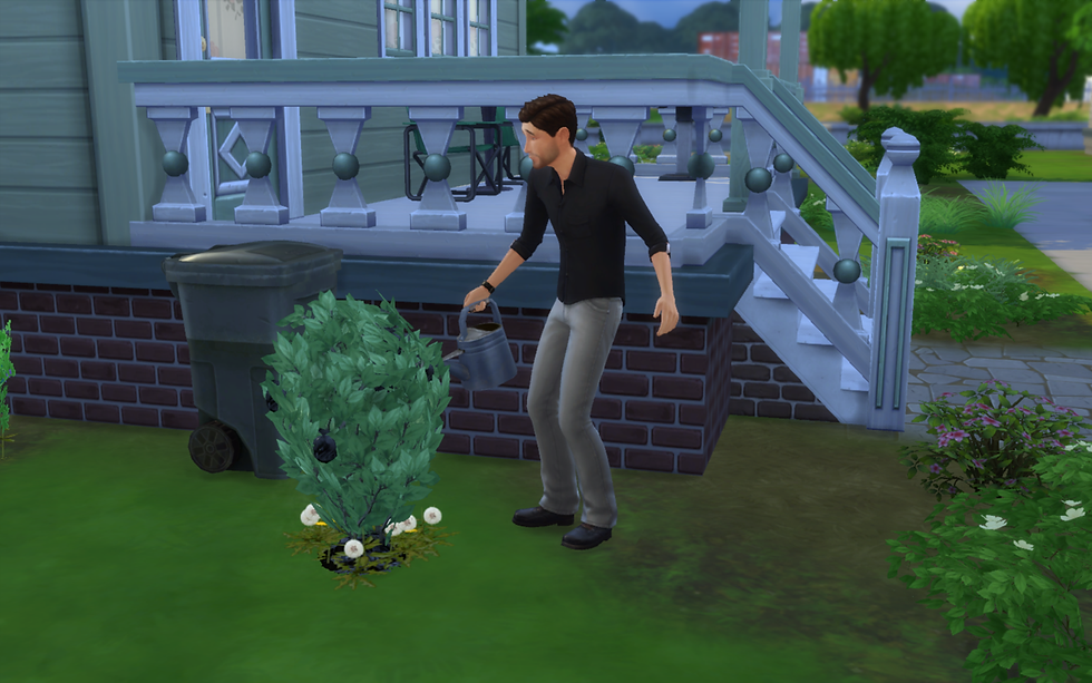 Watering the Plants
