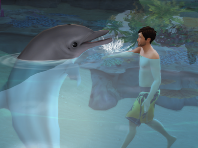 A Dolphin!