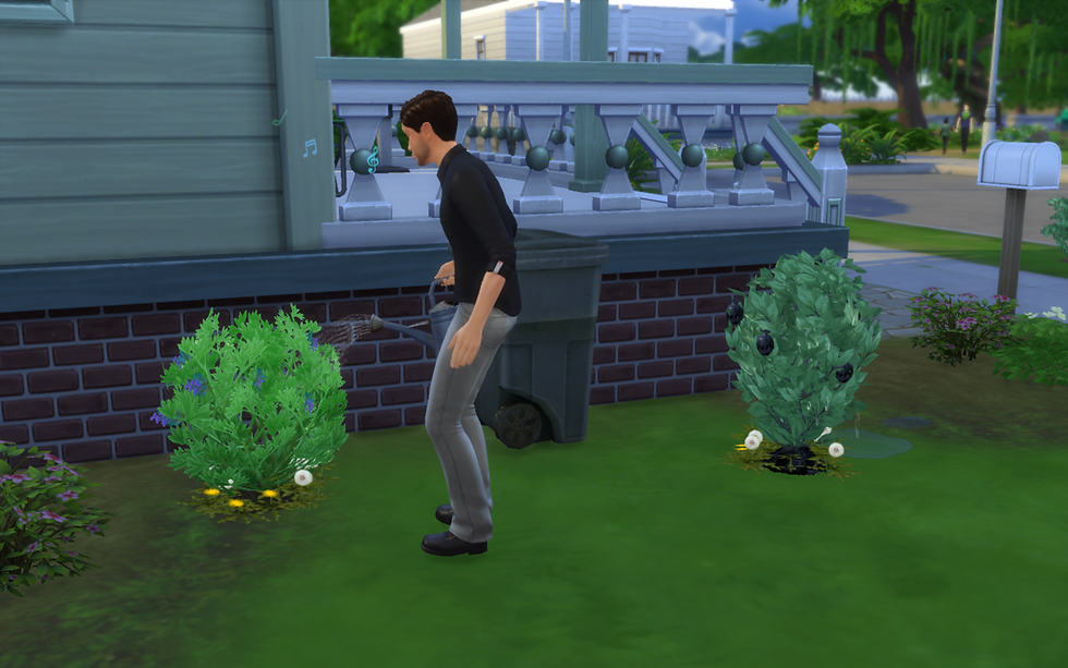 Watering the Plants