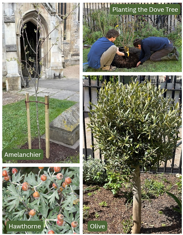 A photo montage showing a newly planted Amelanchier (it is a sapling, protected by two stakes, and is pictured with the church doorway behind it); an olive (which is already in full leaf, with the sun shining on it); a photo of two pen planting a Davidia involucrata, also known as the Dove Tree, which is also just a sapling, so doesn't have any distinguishing features yet; and a close up of a Hawthorne, with red 'haws' and green foliage.
