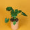 Miniatura: Philodendron Guaimbê