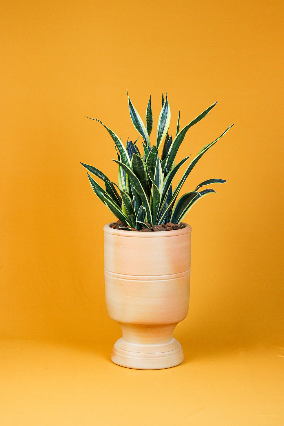 Espada Santa Bárbara Black