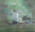 Abstract painting of a green tree with white accents, surrounded by cars on a grassy area. Earthy tones create a serene, natural mood.