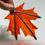 Thumbnail: Minimal  Large Maple Leaf - Ready to Ship