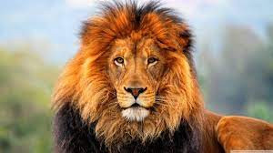 Sonhar com leão