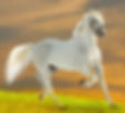 sonhar com cavalo