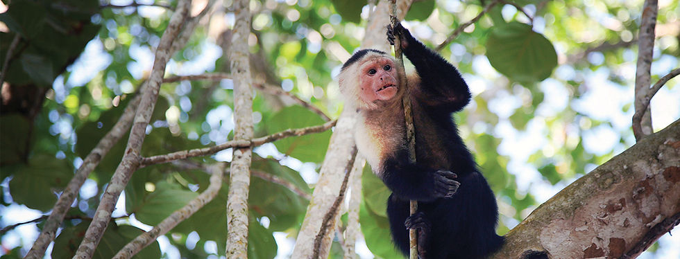 Sonhar com macaco