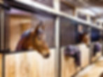 sonhar com cavalo