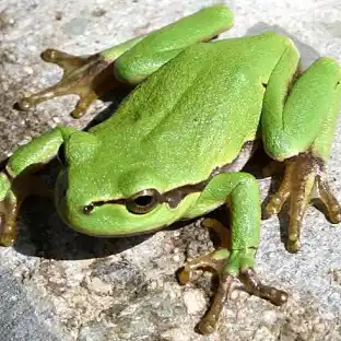 Rainette verte (Hyla arborea)