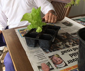 Planting Herbs in Pots