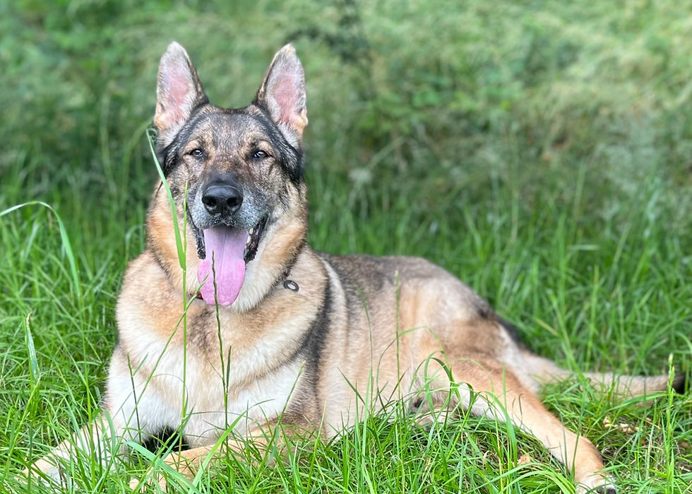 large german shepherd dog