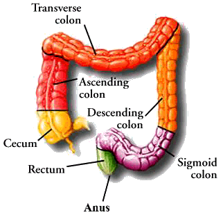 The End of the Digestive Journey