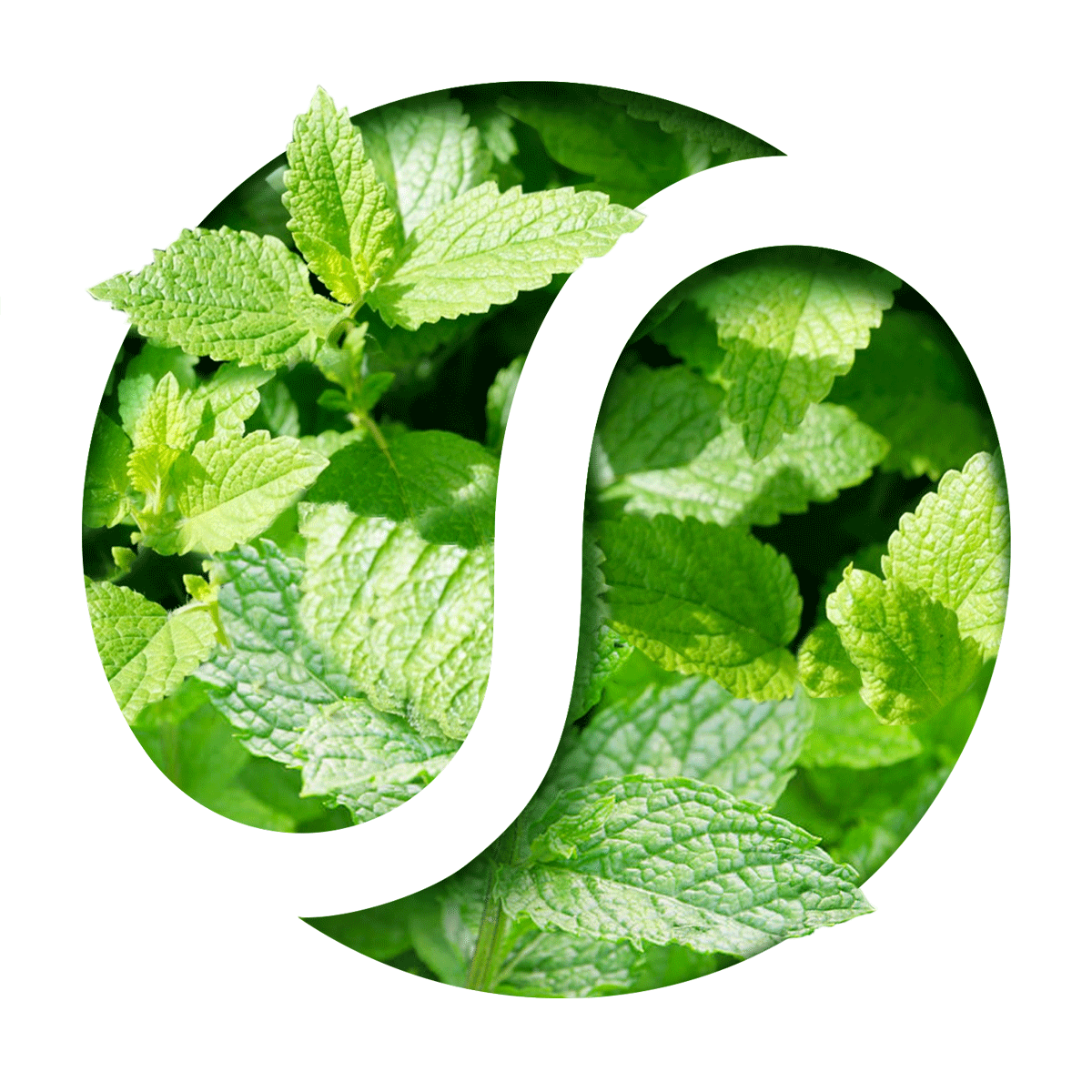 plantes.gif