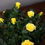 Thumbnail: Mini Rose 4"