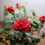 Thumbnail: Mini Rose 4"