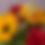 Thumbnail: Sunflowers
