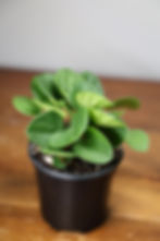 Peperomia Rana Verde 4"