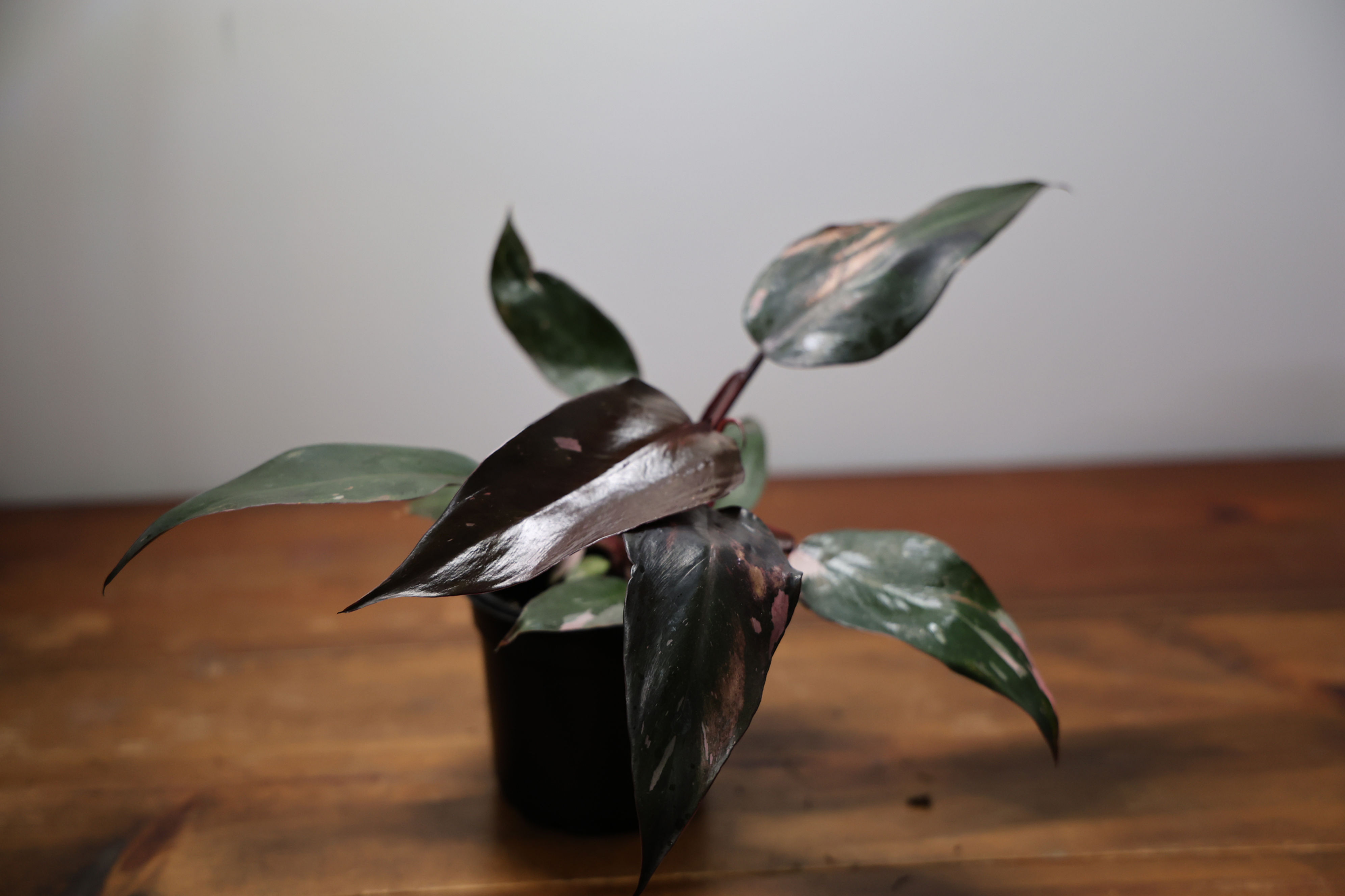 Philodendron Pink Princess