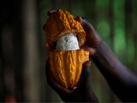 ​BEANS TO CHOCOLATE