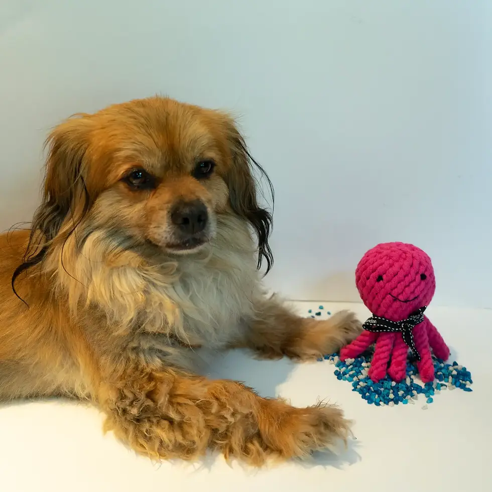 Thumbnail: Rope Octopus Dog Toy