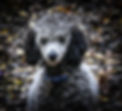 A62A50DF-74E8-449C-9B8A-D196E00ABEB1_1_105_c.jpeg