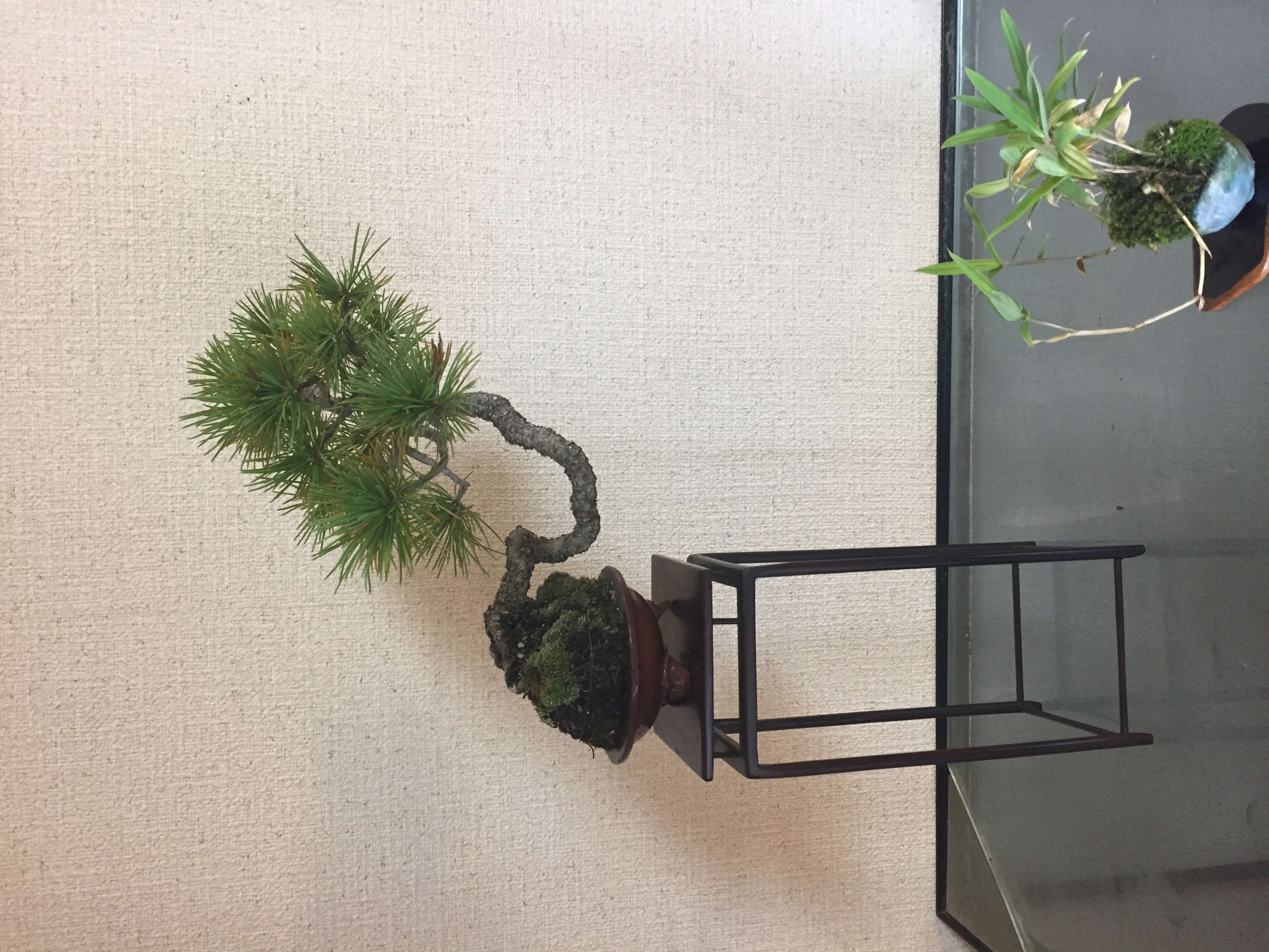 成彦 Shigehiko 盆栽 Bonsai /五葉松 ゴヨウマツ 文人