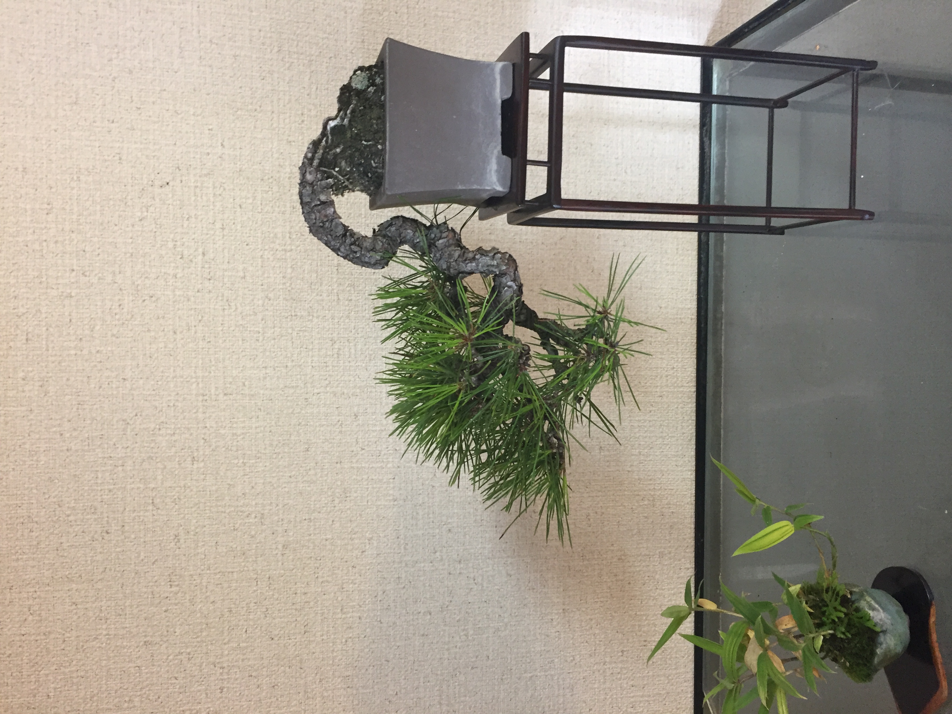 成彦 Shigehiko 盆栽 Bonsai / 赤松 アカマツ