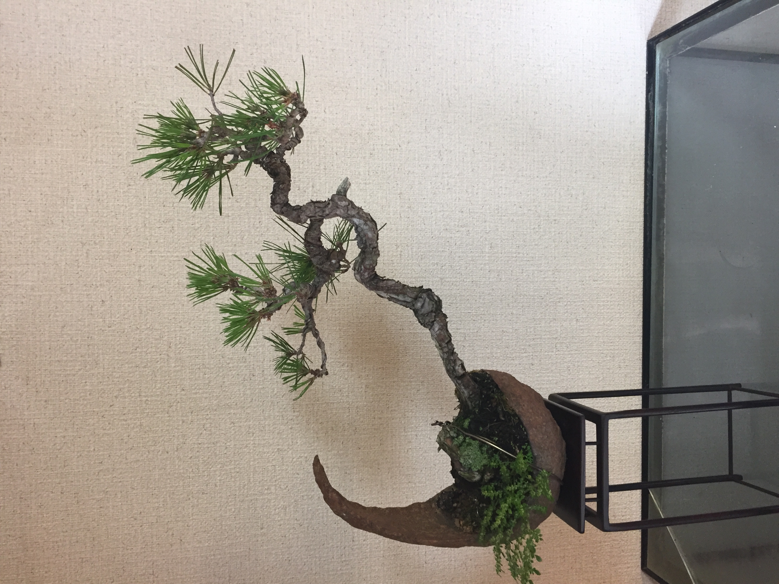 成彦 Shigehiko 盆栽 Bonsai / 赤松 アカマツ 鞍馬石