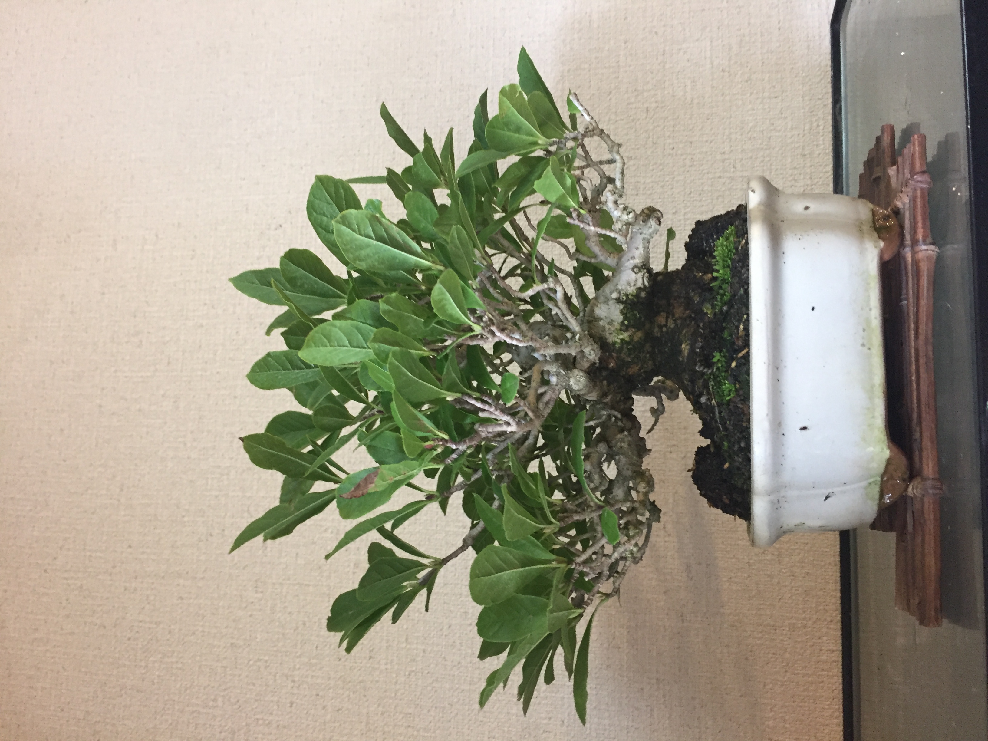 成彦 Shigehiko 盆栽 Bonsai / コブシ