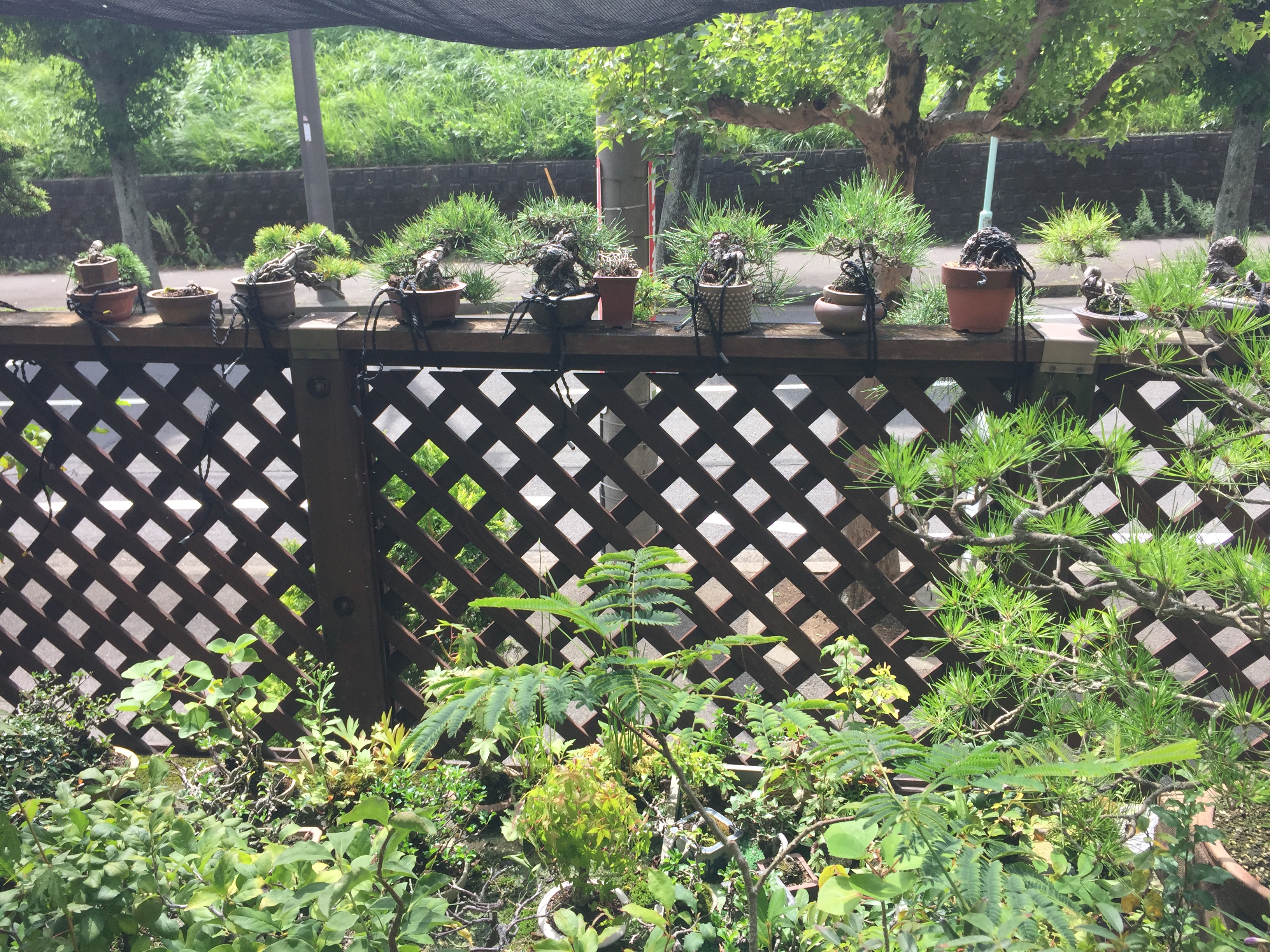 成彦 Shigehiko 盆栽 Bonsai /