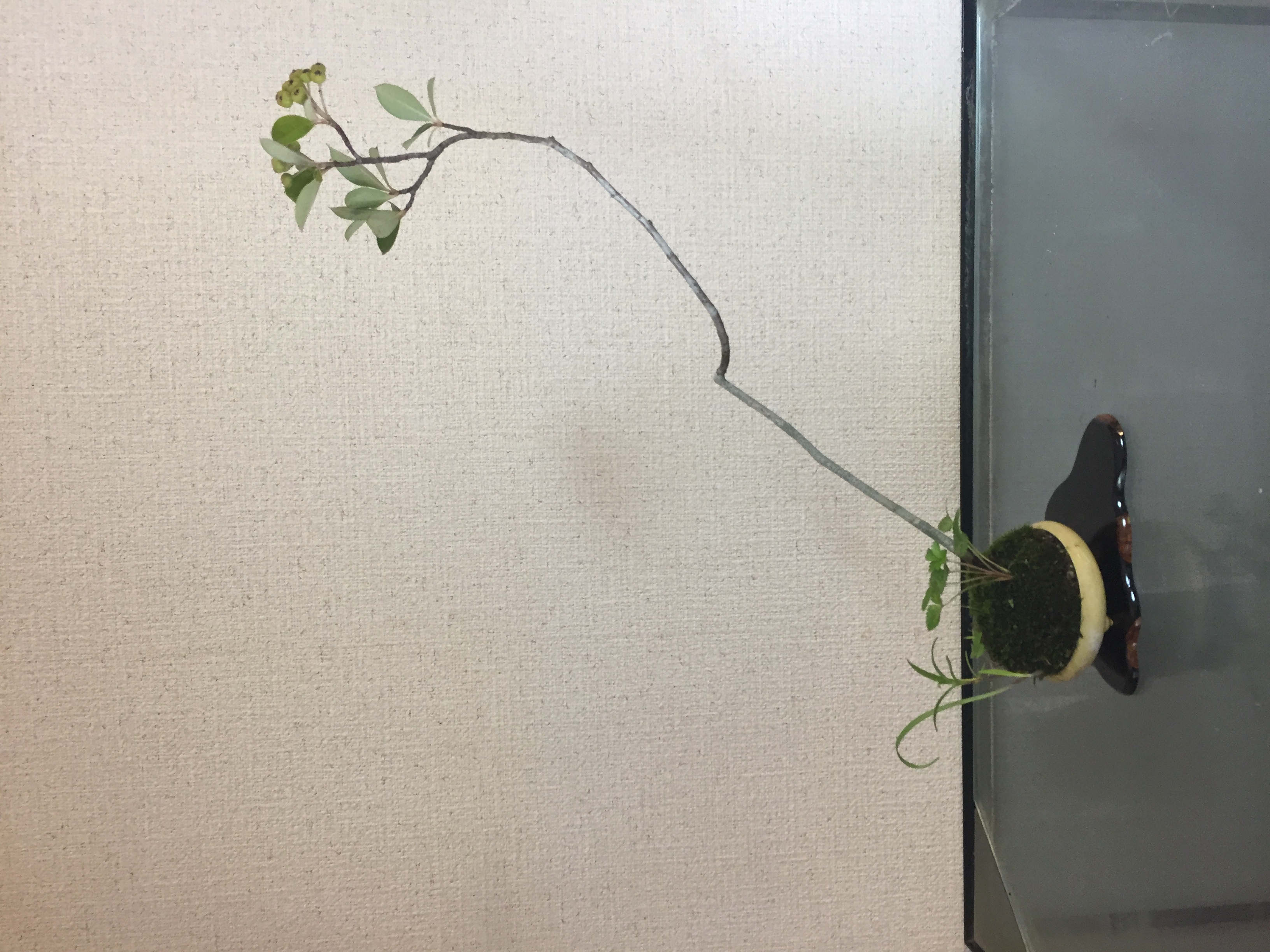 成彦 Shigehiko 盆栽 Bonsai