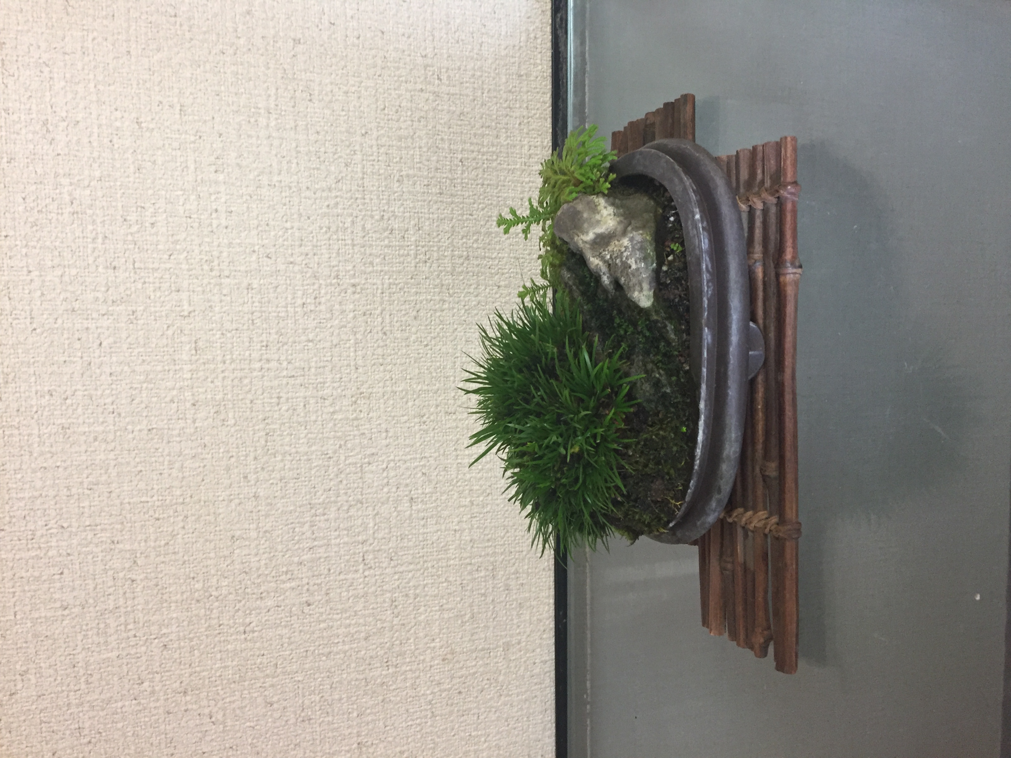 成彦 Shigehiko 盆栽 Bonsai / セキショウ 石付