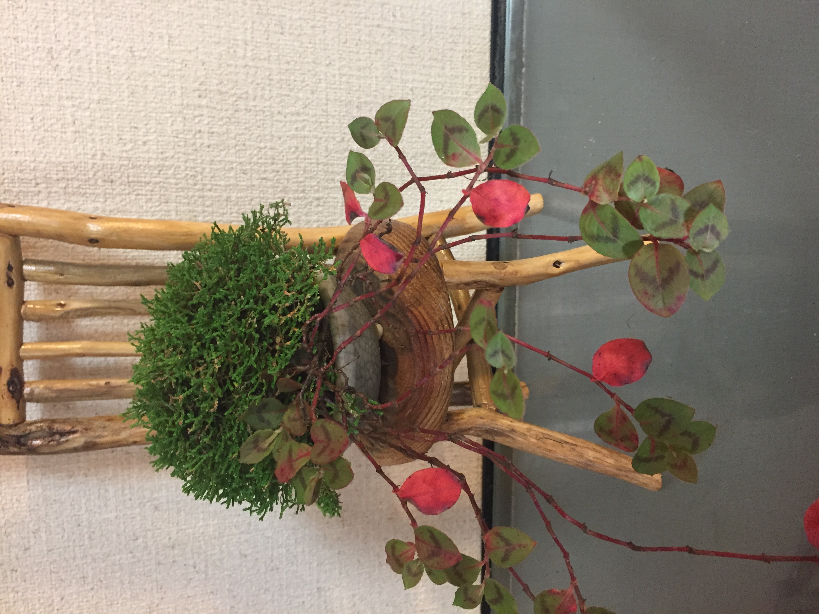 成彦 Shigehiko 盆栽 Bonsai / ハリガネカヅラ