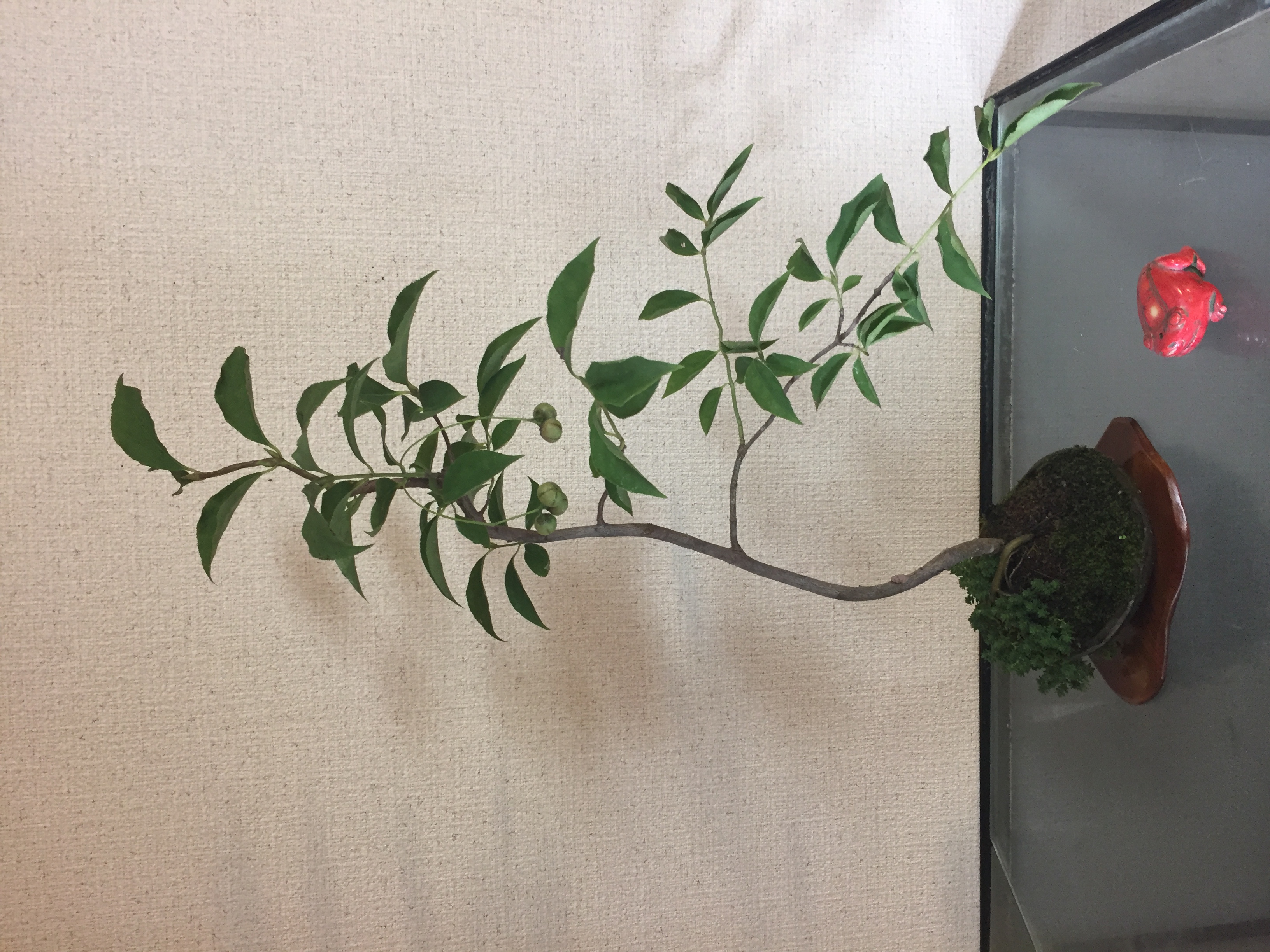 成彦 Shigehiko 盆栽 Bonsai / ツリバナマユミ