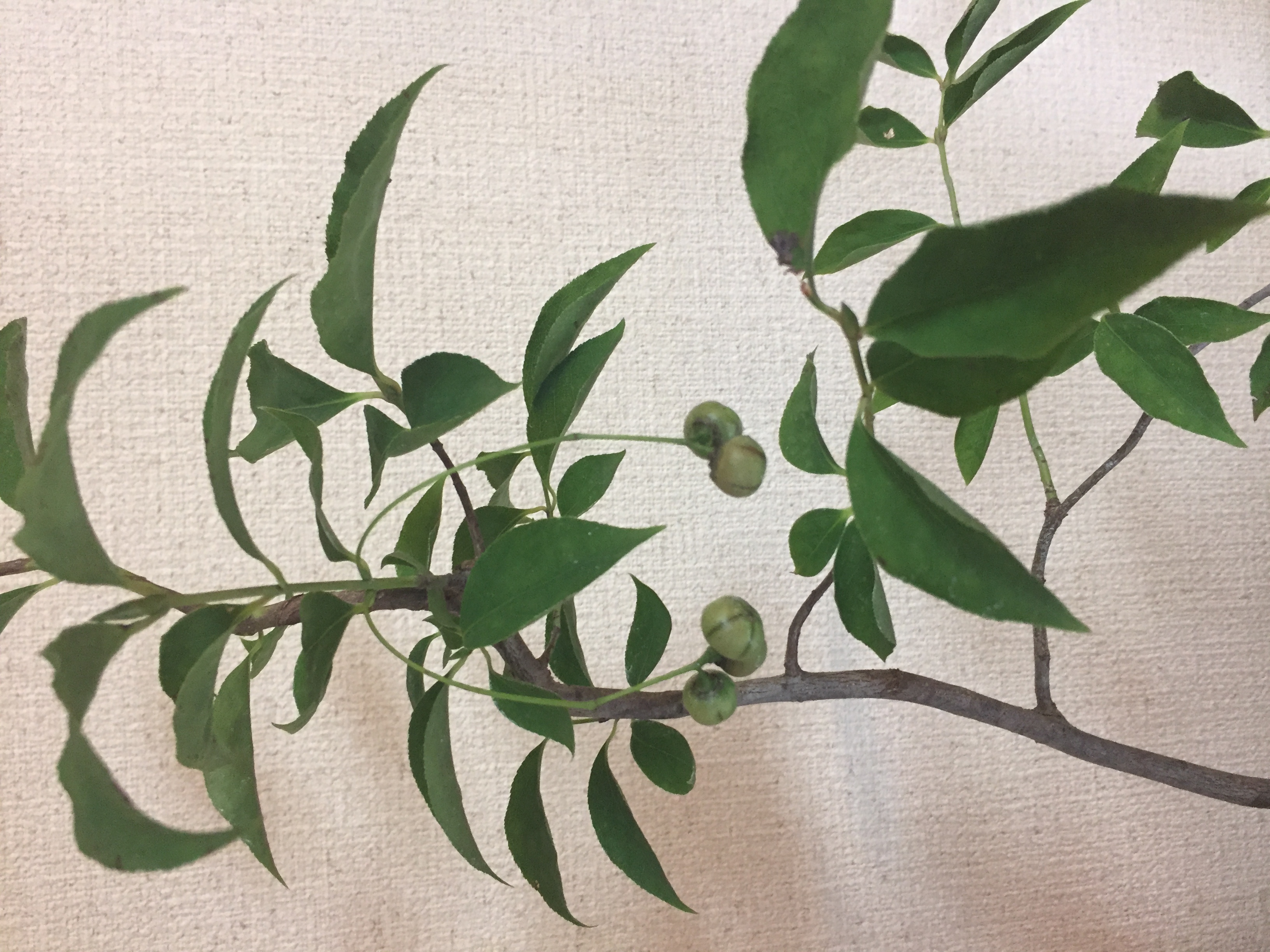 成彦 Shigehiko 盆栽 Bonsai / ツリバナマユミ