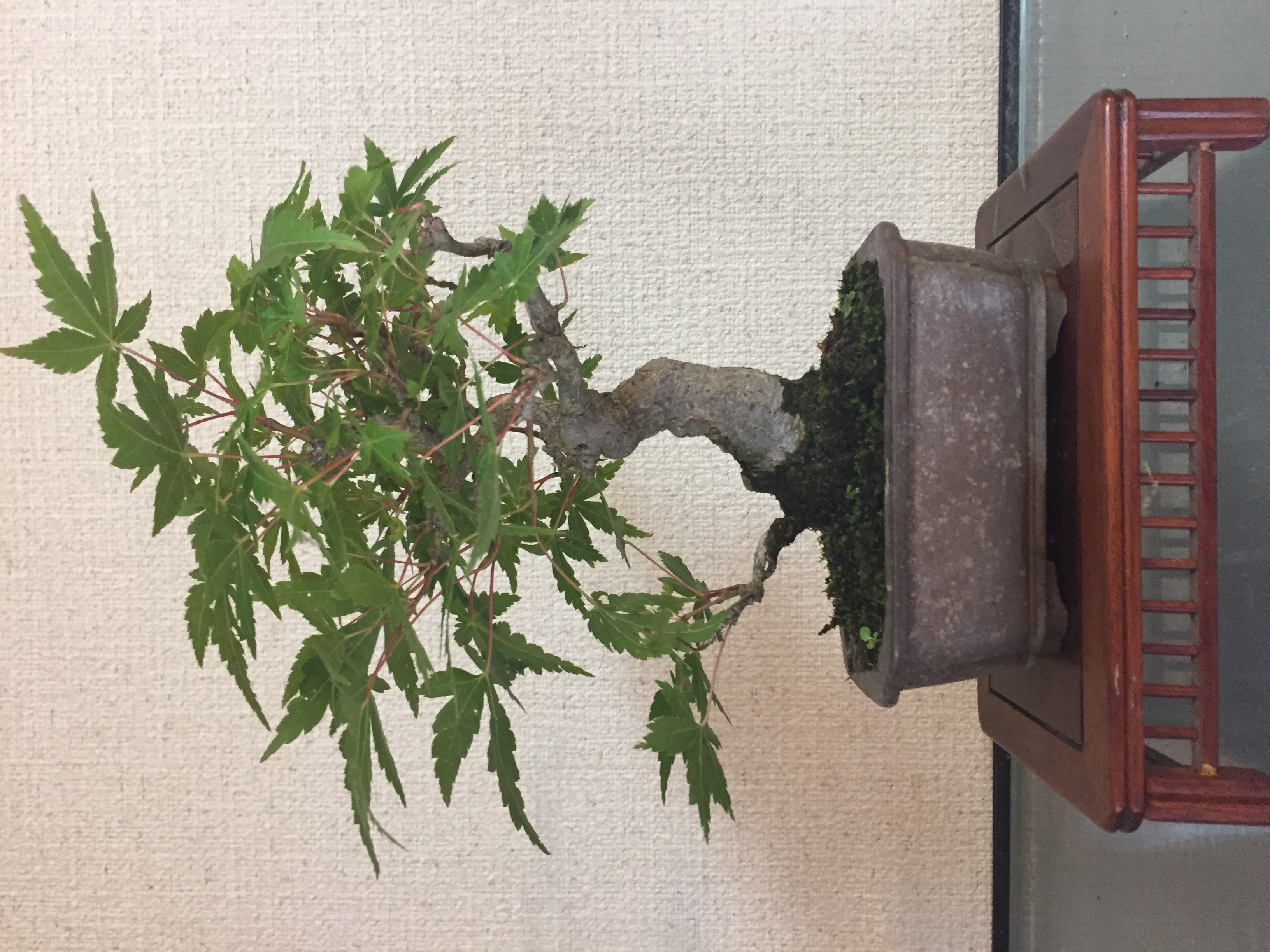 成彦 Shigehiko 盆栽 Bonsai /