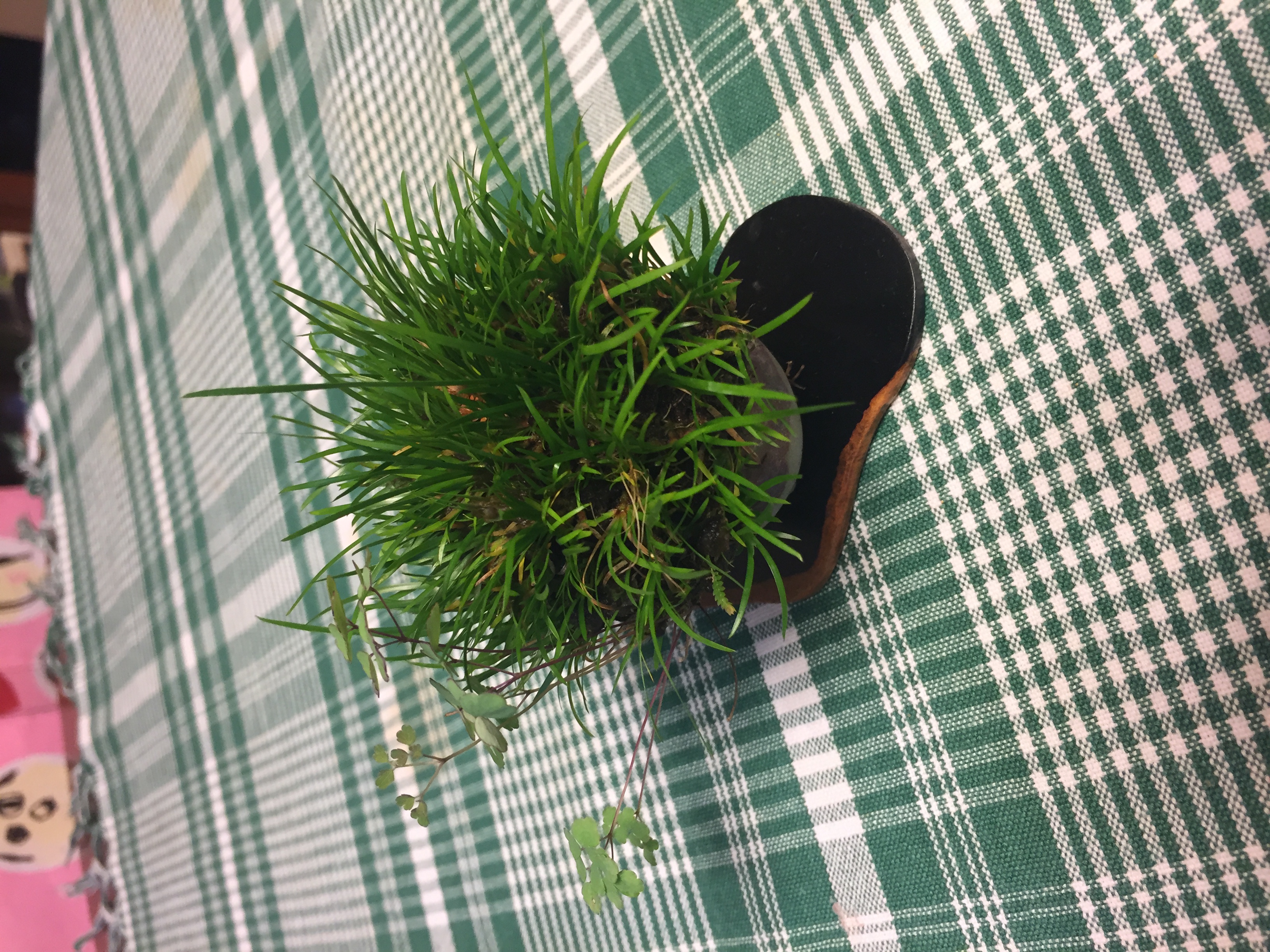 成彦 Shigehiko 盆栽 Bonsai / セキショウ