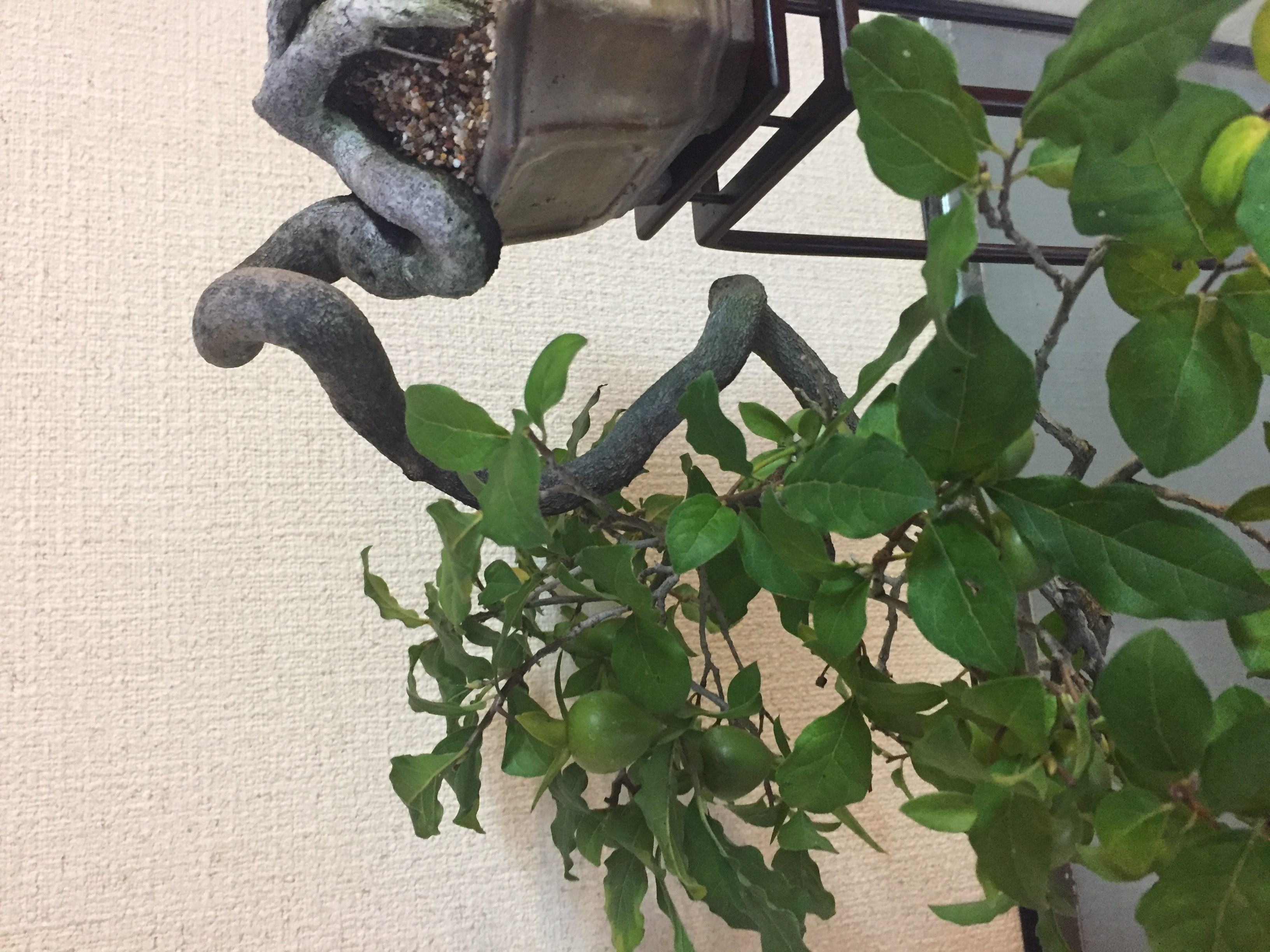 成彦 Shigehiko 盆栽 Bonsai / ロウヤカキ