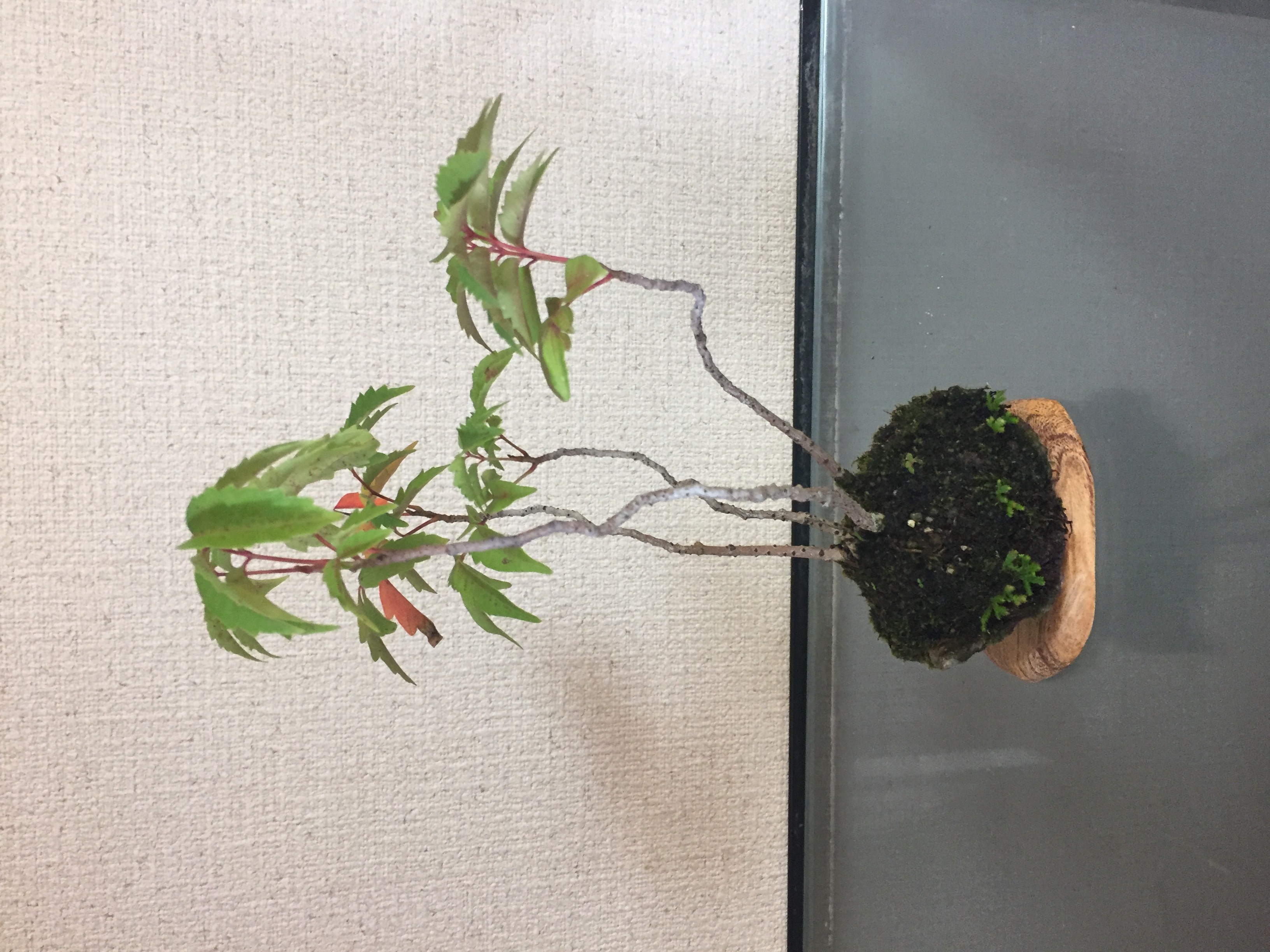 成彦 Shigehiko 盆栽 Bonsai / ハゼ