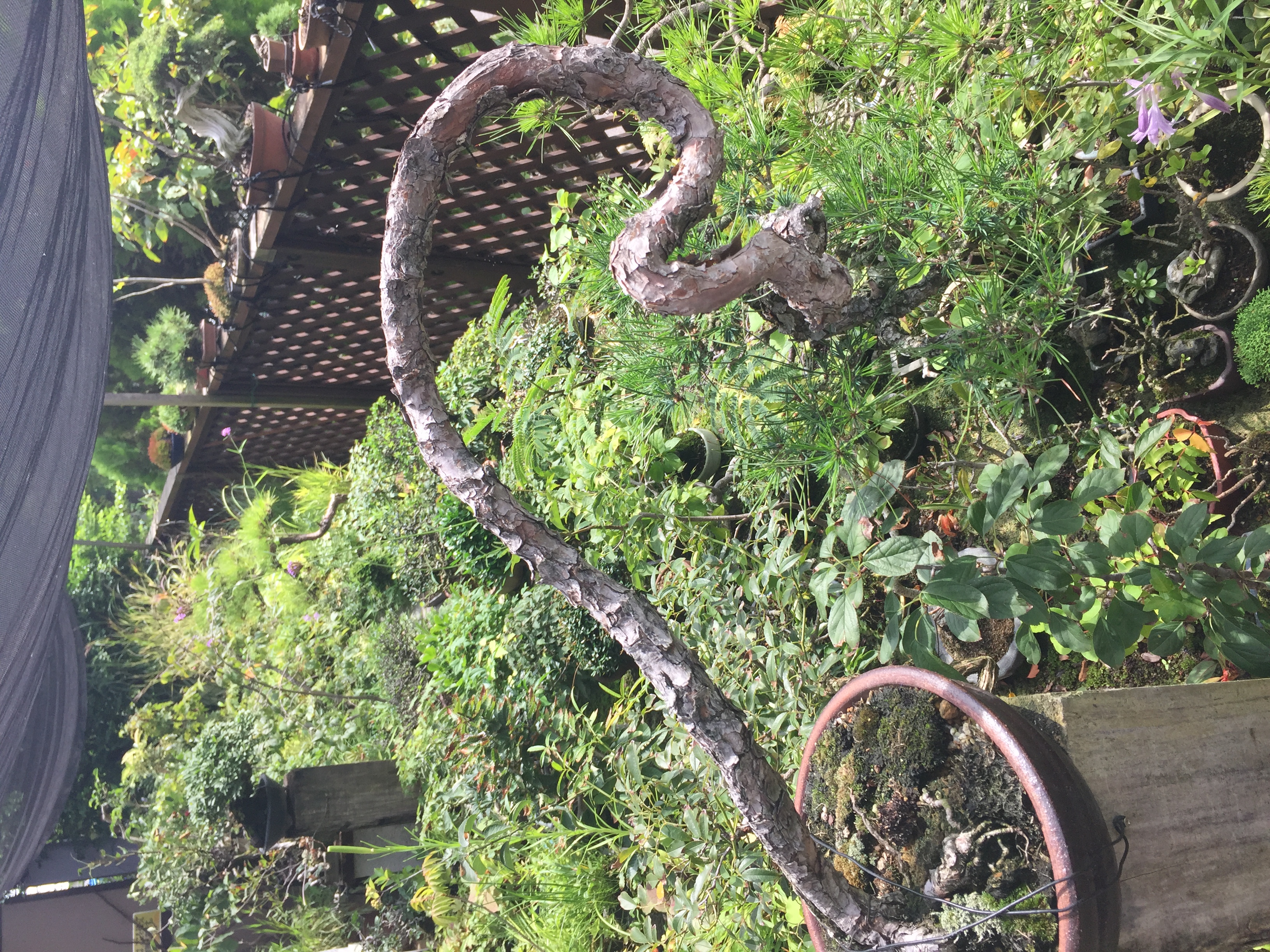 成彦 Shigehiko 盆栽 Bonsai /
