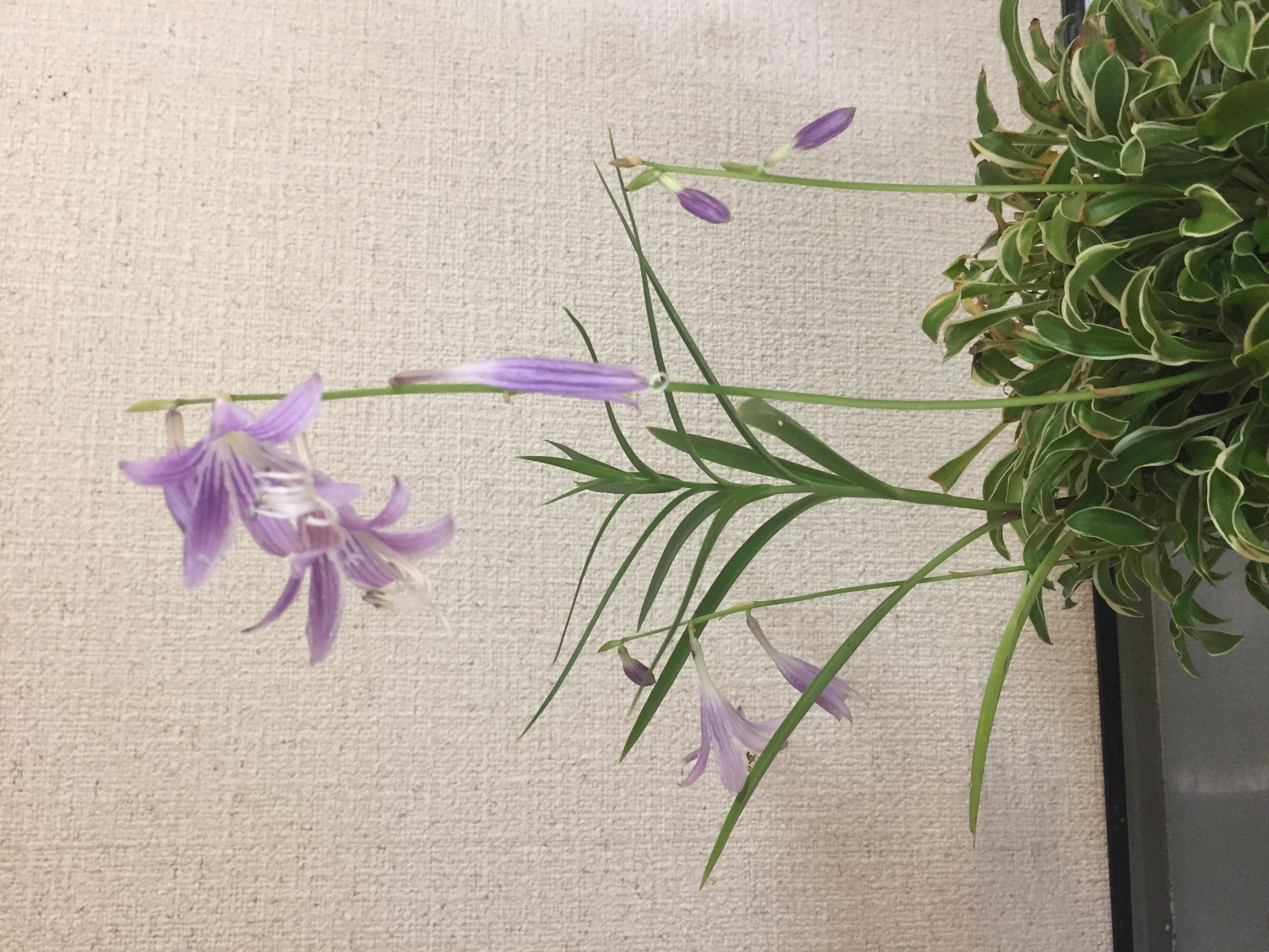 成彦 Shigehiko 盆栽 Bonsai / ギボウシ 斑入り