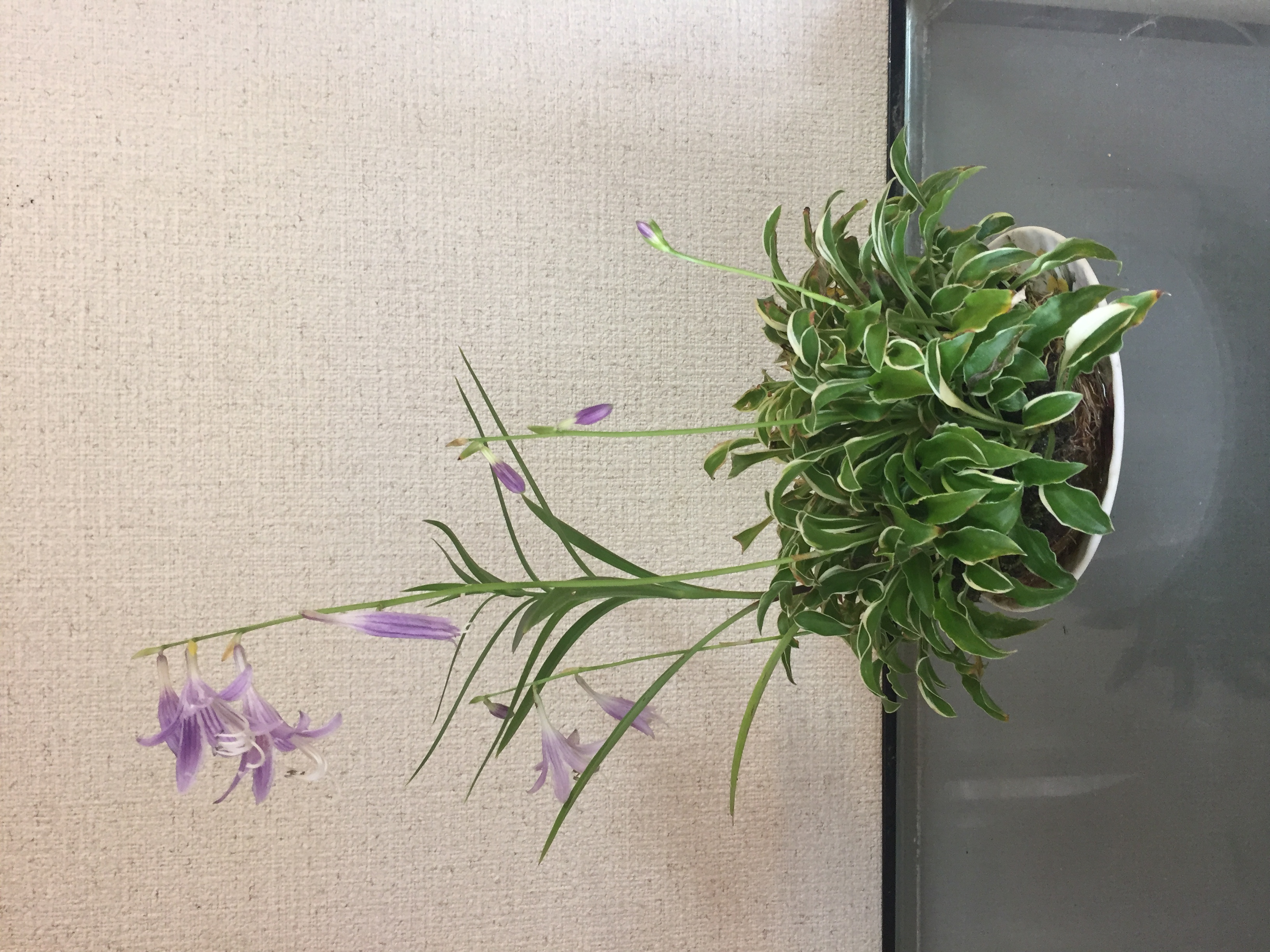成彦 Shigehiko 盆栽 Bonsai / ギボウシ 斑入り
